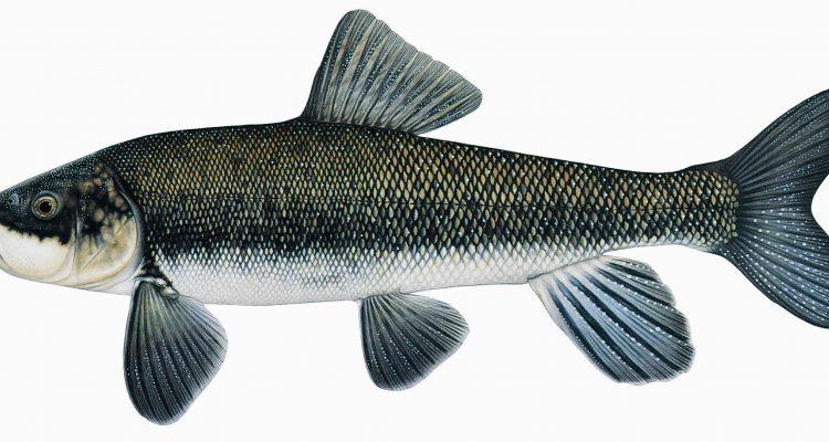 Chasmistes brevirostris