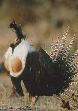 Centrocercus minimus