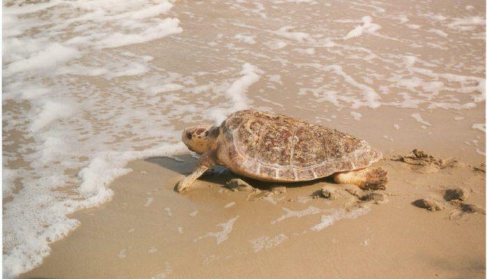Caretta caretta