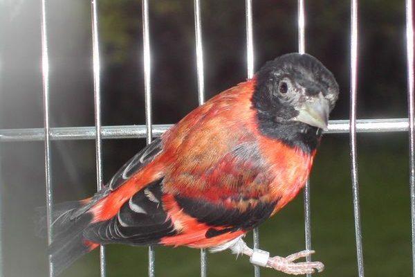 Carduelis cucullata