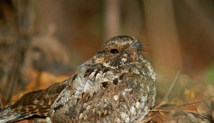 Caprimulgus noctitherus