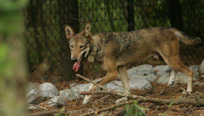 Canis rufus