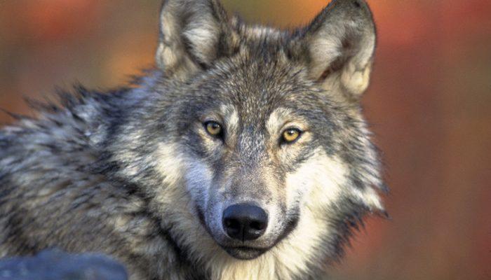 Canis lupus
