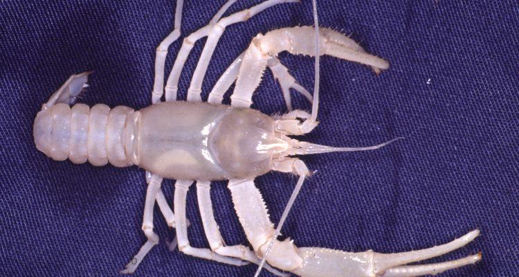 Cambarus aculabrum
