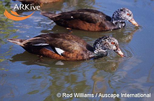 Cairina scutulata