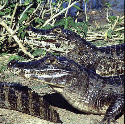 Caiman yacare