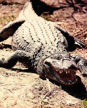Caiman latirostris