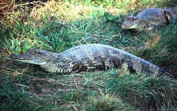 Caiman crocodilus crocodilus