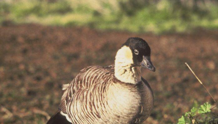 Branta (=Nesochen) sandvicensis