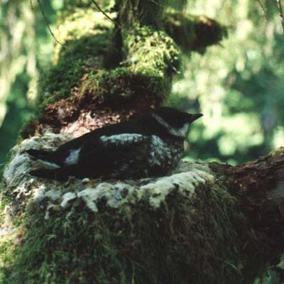 Brachyramphus marmoratus