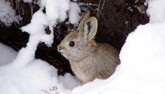 Brachylagus idahoensis
