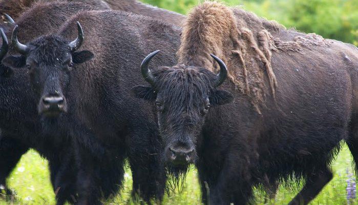 Bison bison athabascae