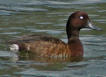 Aythya innotata