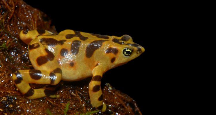 Atelopus varius zeteki