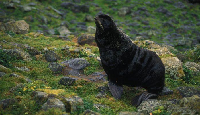 Arctocephalus townsendi