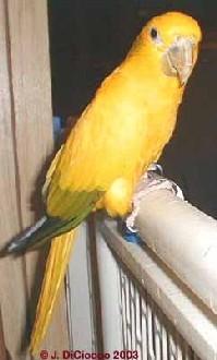 Aratinga guarouba