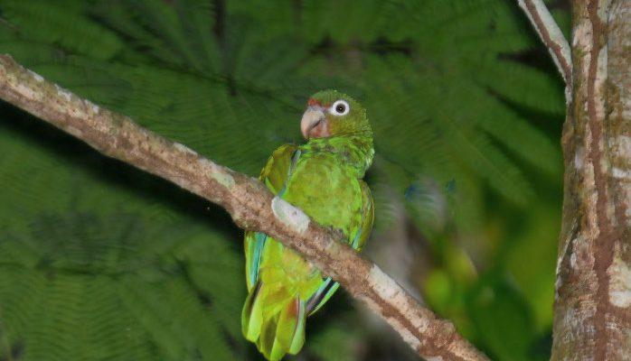 Amazona vittata