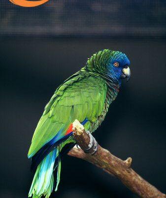 Amazona versicolor