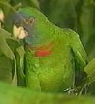 Amazona arausiaca