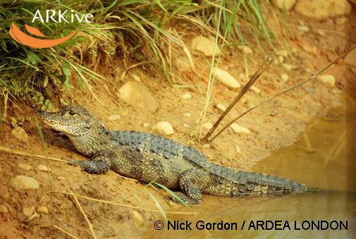 Alligator sinensis