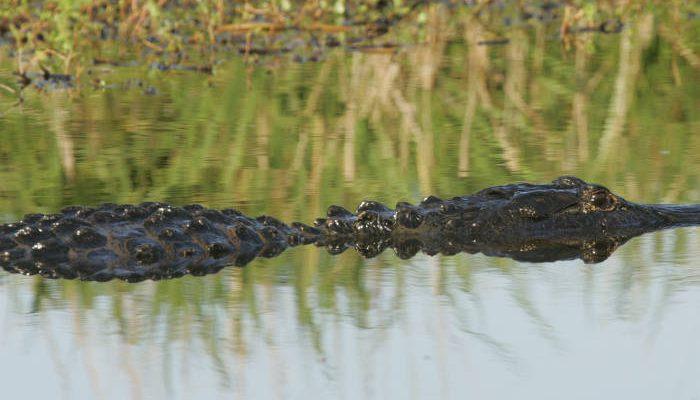 Alligator mississippiensis