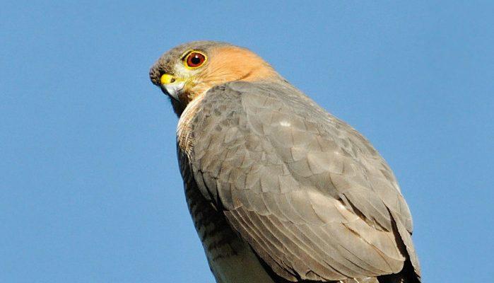 Accipiter striatus venator