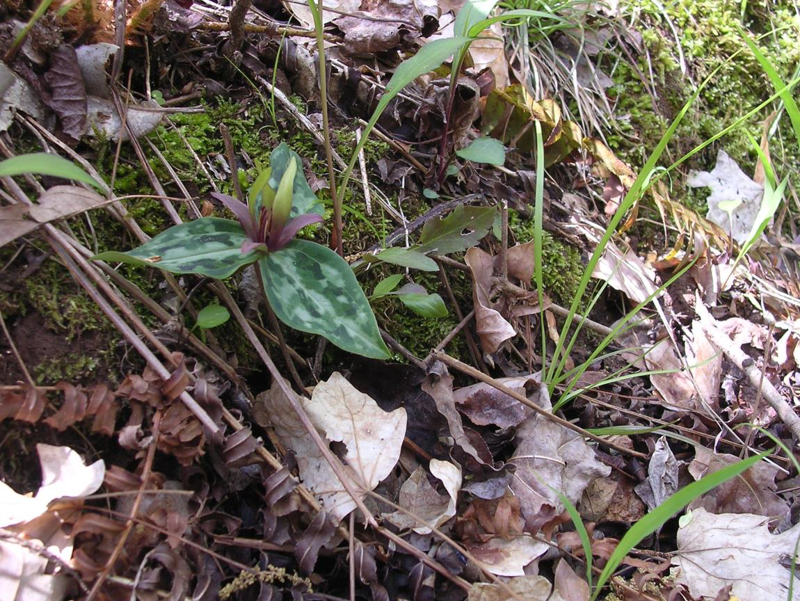 Trillium reliquum