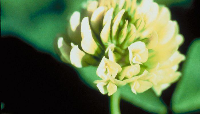 Trifolium stoloniferum