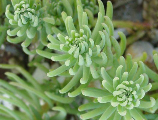 Suaeda californica