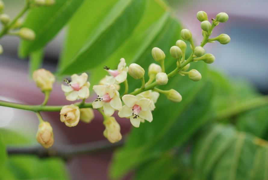 Stahlia monosperma