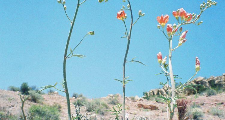 Sphaeralcea gierischii