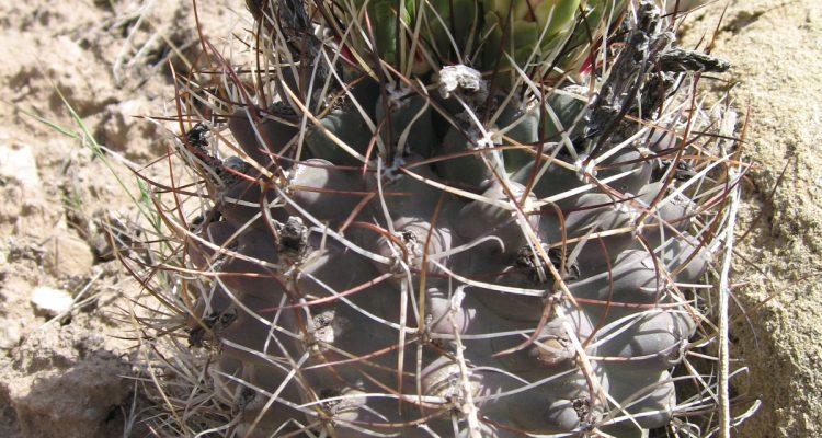 Sclerocactus glaucus
