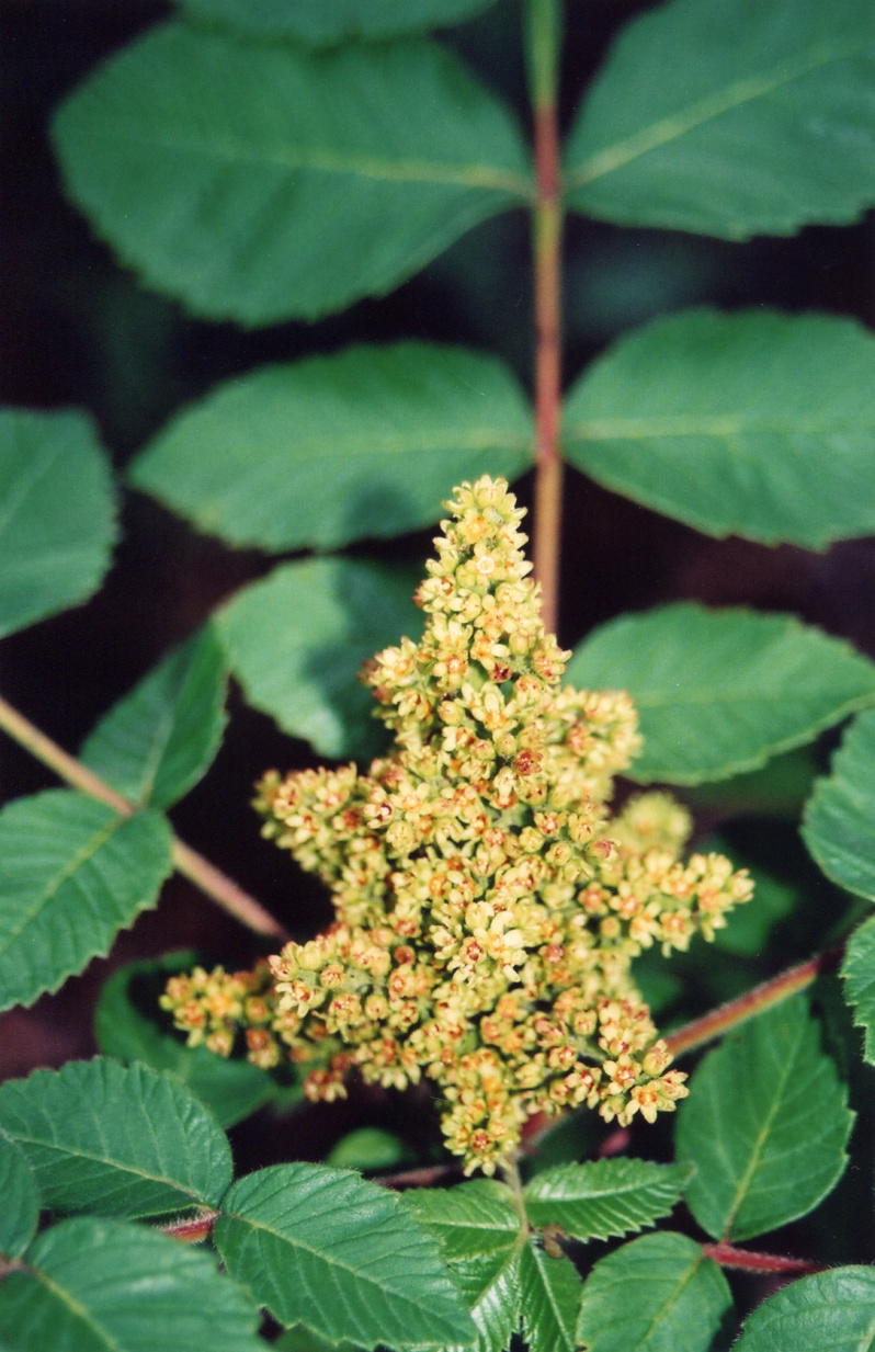 Rhus michauxii