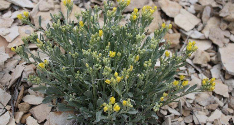 Physaria obcordata
