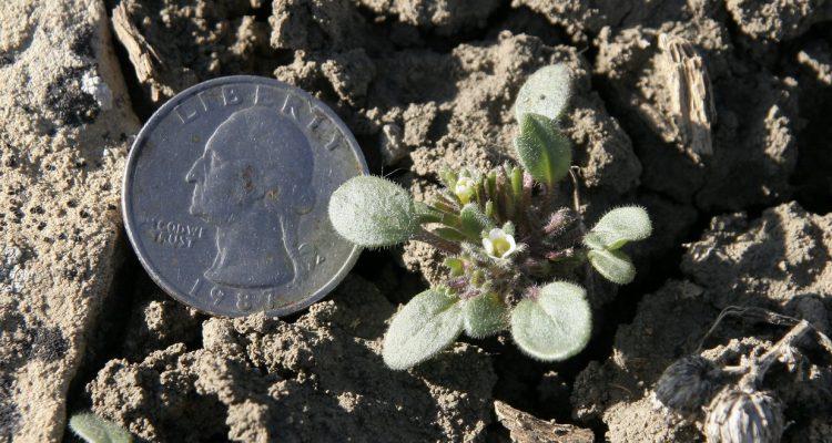 Phacelia submutica