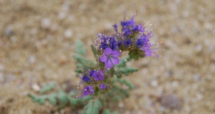 Phacelia formosula