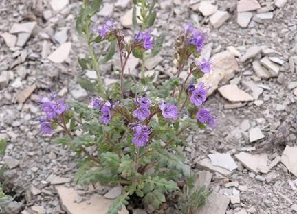 Phacelia argillacea