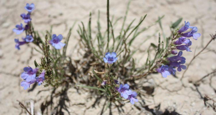 Penstemon penlandii