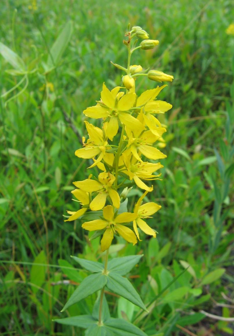 Lysimachia asperulaefolia