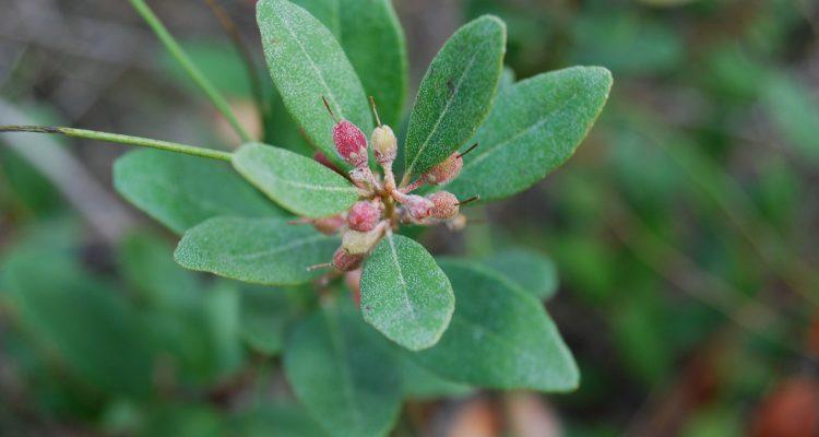 Lyonia truncata var. proctorii