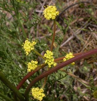 Lomatium cookii