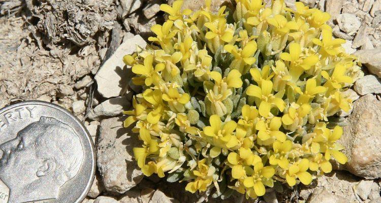 Lesquerella congesta