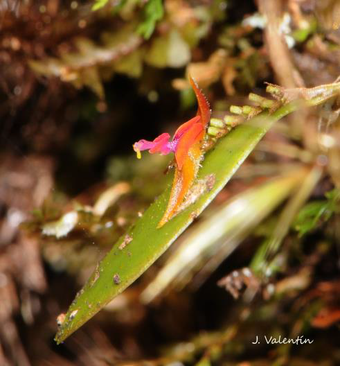 Lepanthes eltoroensis
