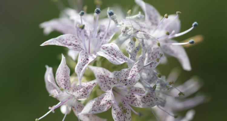 Ipomopsis polyantha