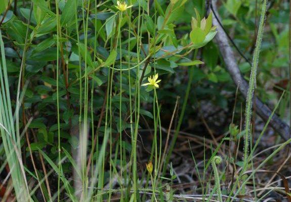 Harperocallis flava