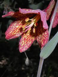 Fritillaria gentneri