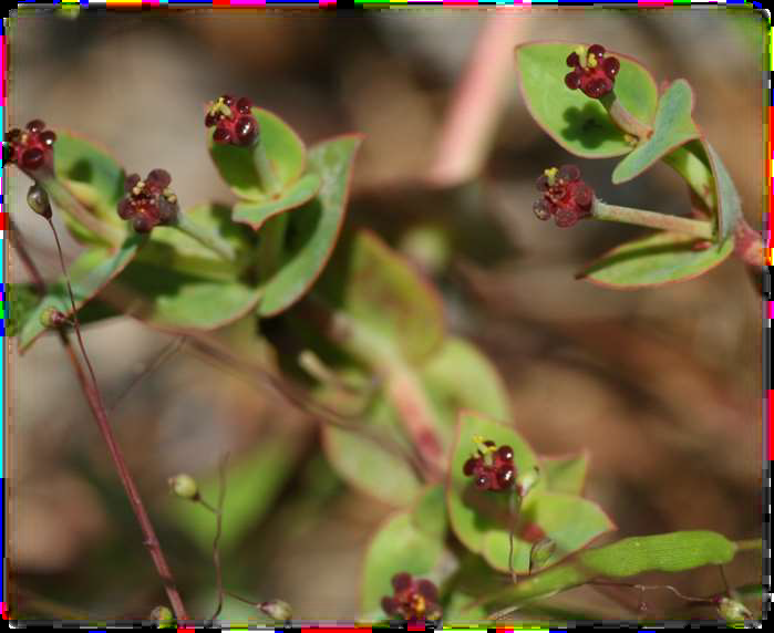 Euphorbia telephioides