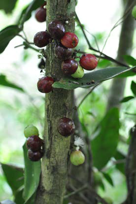 Eugenia haematocarpa