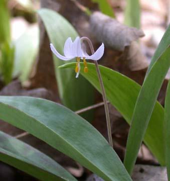 Erythronium propullans