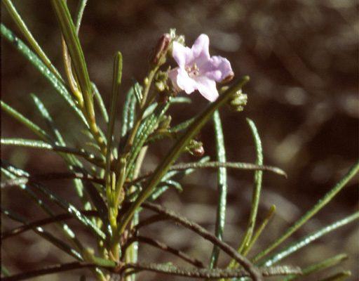Eriodictyon altissimum